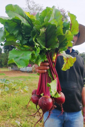 Horta da Funda&ccedil;&atilde;o Allan Kardec garante oferta de produtos saud&aacute;veis e com impacto social